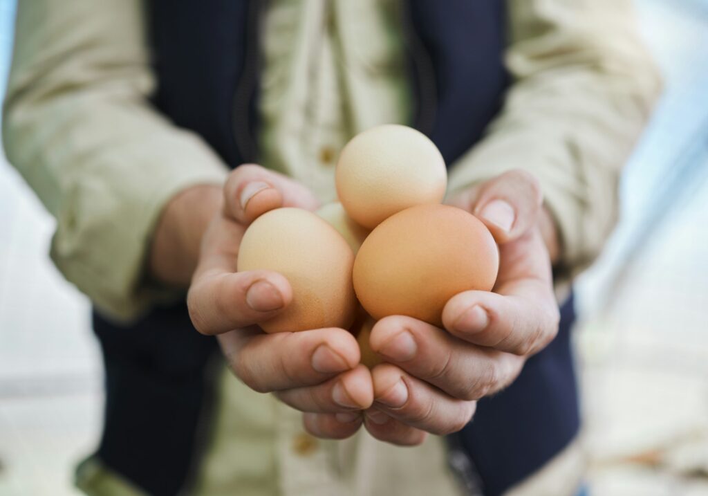 Agriculture, farm and farmer with egg in hands for inspection, protein production and food industry